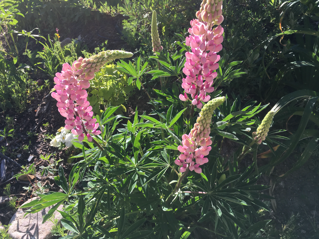 Pink Lupine bent from hail