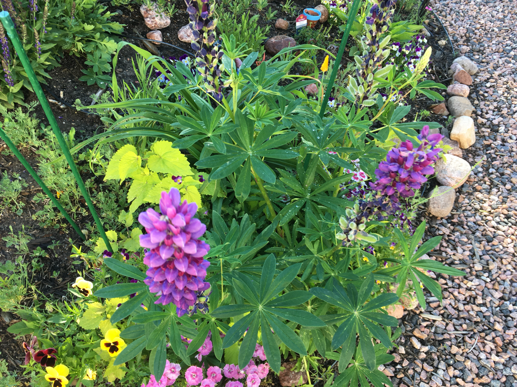 Purple Lupine with garden stakes