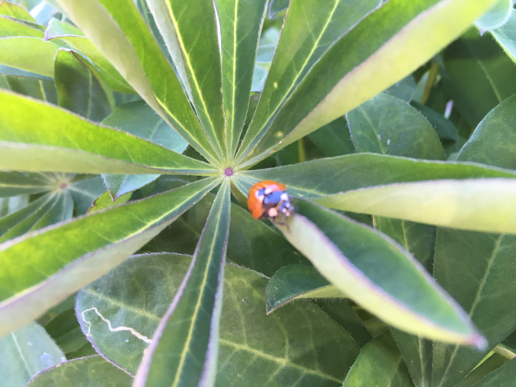Lady bug crawling on lupine leaf