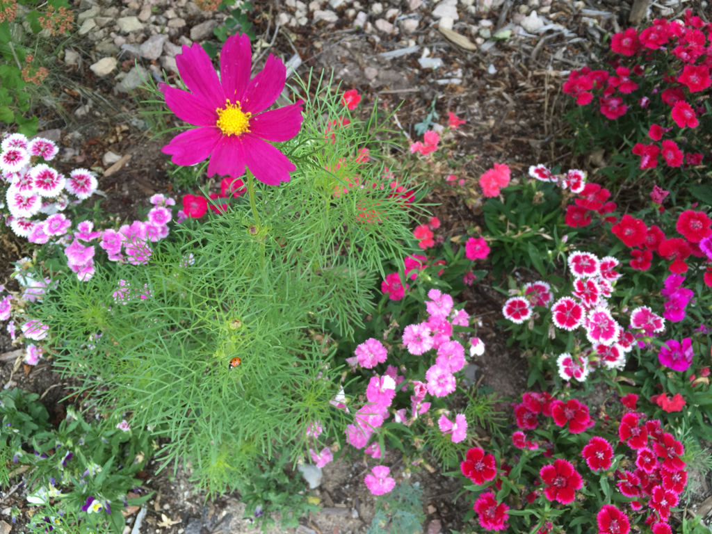 Sweet William and cosmos forest next to the nine bark shrub. 