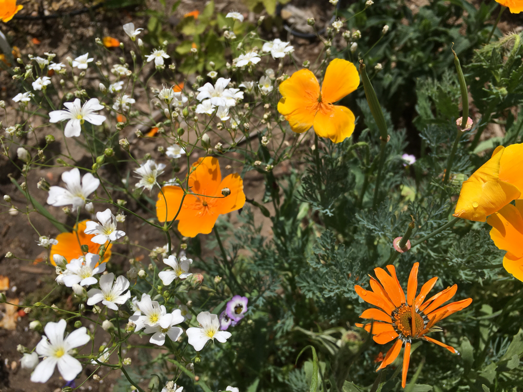 California poppies and babys breath mix.