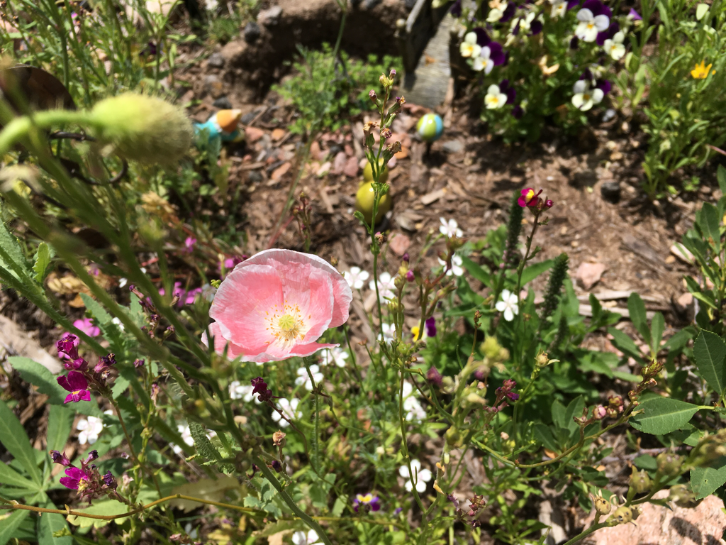 Baby pink poppy in gnome garden.