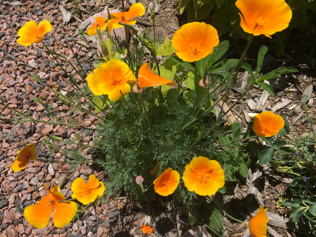 California Poppies growing in the Colorado sunshine.