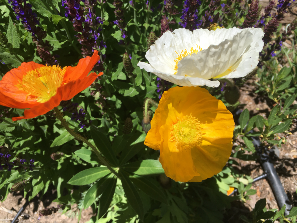Iceland poppies in orange, yellow and white.
